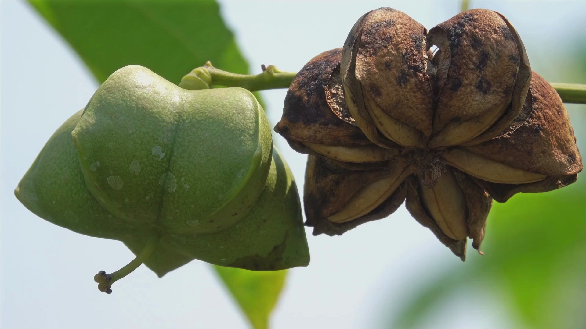 QIRUA food collection