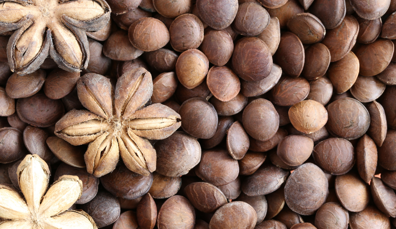 Plukenetia volubilis seeds